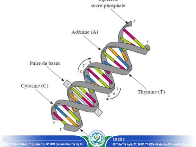 Xét nghiệm ADN tỉnh Lâm Đồng - ADN là gì?